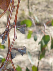 Eucalyptus magnificata
