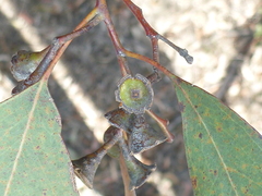 Eucalyptus magnificata