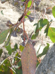 Eucalyptus magnificata
