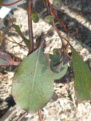 Eucalyptus magnificata