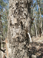 Eucalyptus magnificata