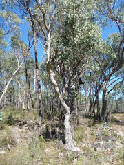 Eucalyptus prava