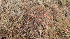 Myrica gale tomentosa
