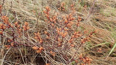 Myrica gale tomentosa