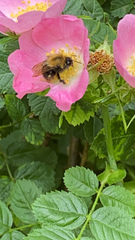 Bombus hypnorum