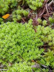 Diobelonella palustris