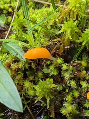 Diobelonella palustris
