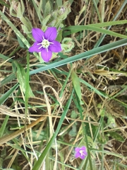 Legousia