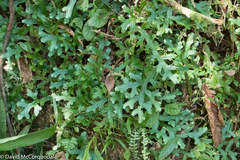 Selaginellaceae