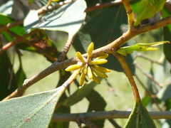 Eucalyptus stellulata