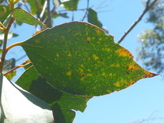 Eucalyptus stellulata