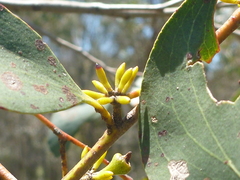 Eucalyptus stellulata