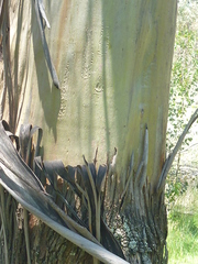 Eucalyptus stellulata