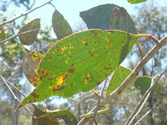 Eucalyptus stellulata