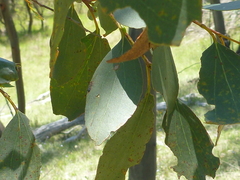 Eucalyptus stellulata