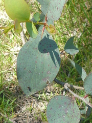 Eucalyptus stellulata