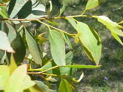 Eucalyptus stellulata