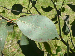 Eucalyptus stellulata