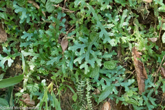 Selaginellaceae