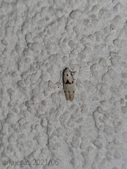 Blastobasis nigromaculata