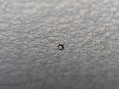 Blastobasis nigromaculata