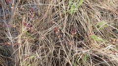 Myrica gale tomentosa