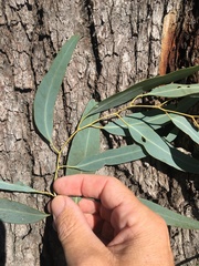 Eucalyptus coolabah
