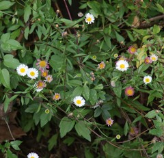 Erigeron karvinskianus