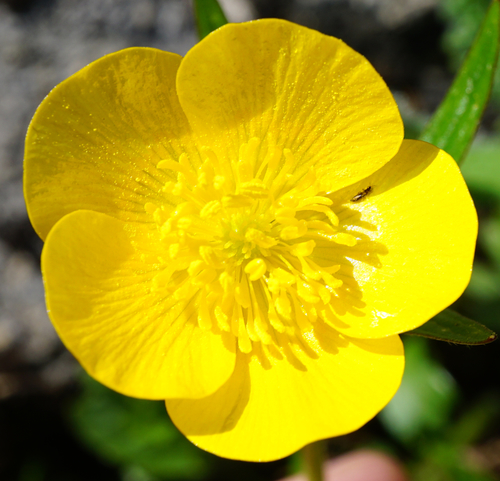 Image of Ranunculus montanus by (c) Patrick Hacker, some rights reserved (CC BY)