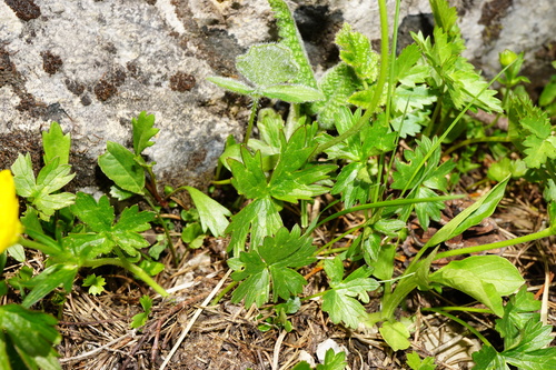 Image of Ranunculus montanus by (c) Patrick Hacker, some rights reserved (CC BY)