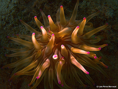 Condylactis aurantiaca