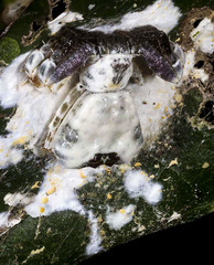 Phrynarachne decipiens