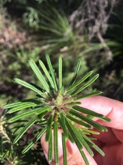 Pultenaea petiolaris