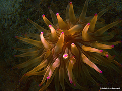 Condylactis aurantiaca