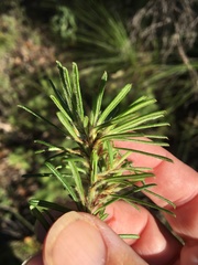 Pultenaea petiolaris