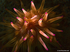 Condylactis aurantiaca