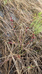 Myrica gale tomentosa
