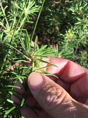 Pultenaea petiolaris