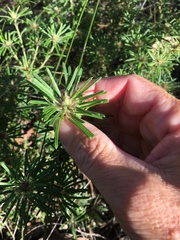 Pultenaea petiolaris