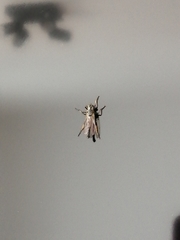 Asilinae