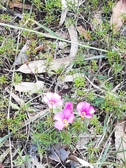 Oxalis glabra
