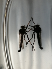 Asilinae
