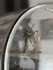 Asilinae