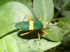 Paryphes