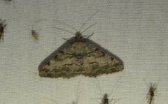 Digrammia gnophosaria