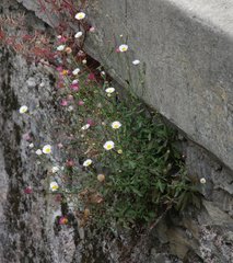 Erigeron karvinskianus