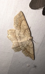 Euchlaena tigrinaria