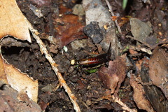 Paratimomenus flavocapitata