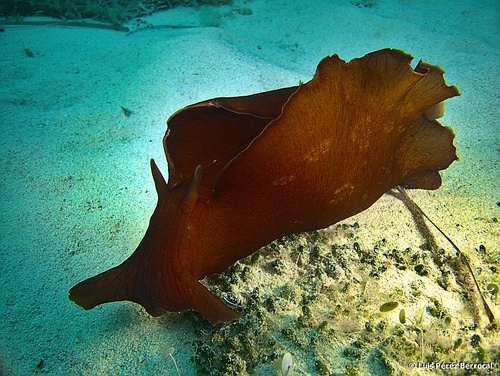 Photo of Mottled sea hare (Aplysia fasciata)