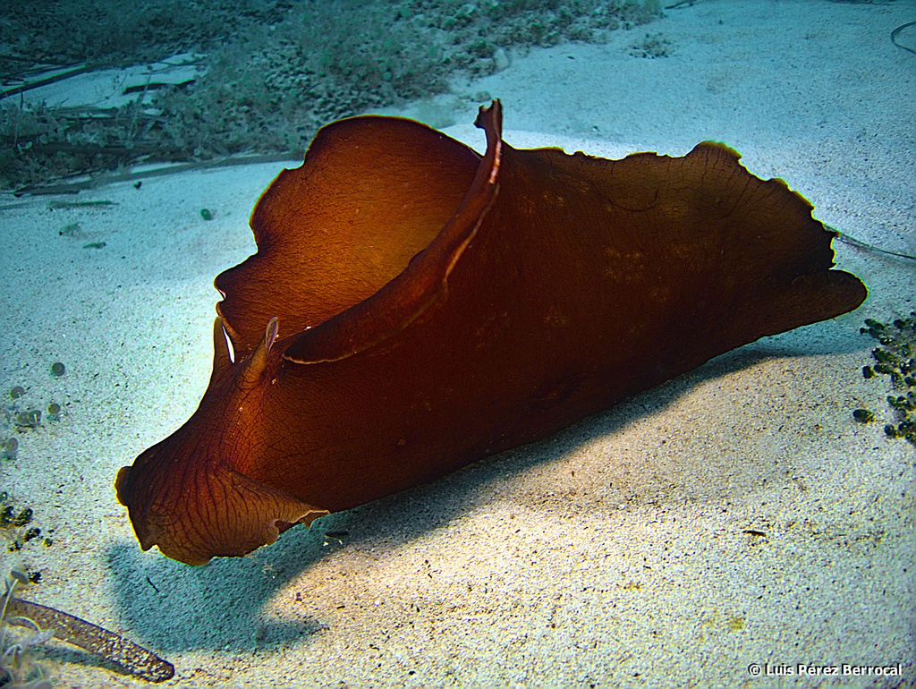 Photo of Mottled sea hare (Aplysia fasciata)